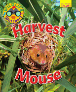 Harvest Mouse