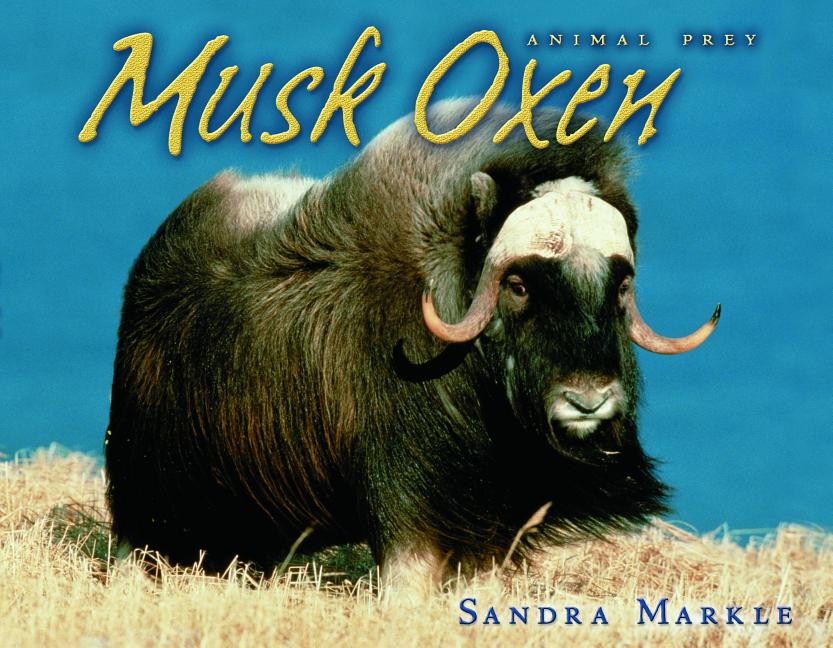 Musk Oxen