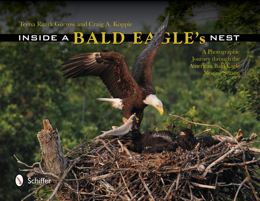 Inside a Bald Eagle's Nest: A Photographic Journey Through the American Bald Eagle Nesting Season