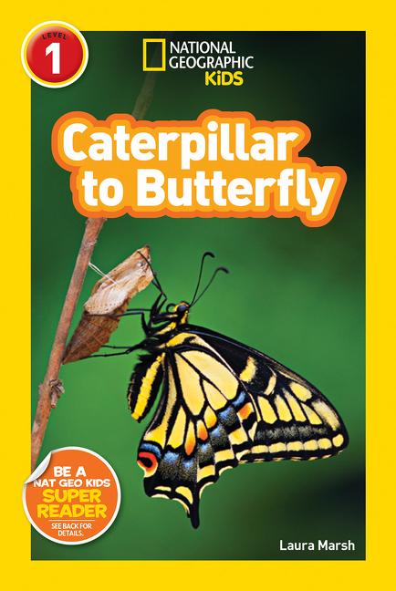 Caterpillar to Butterfly