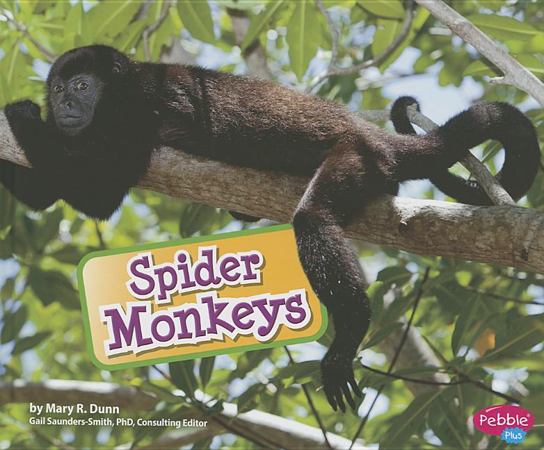 Spider Monkeys