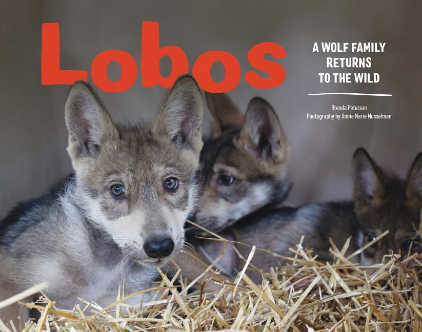 Lobos: A Wolf Family Returns to the Wild