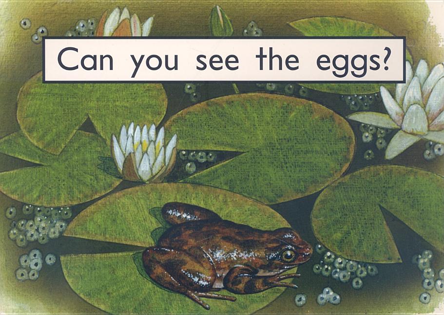 Can You See the Eggs?