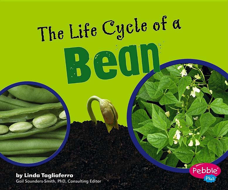 The Life Cycle of a Bean