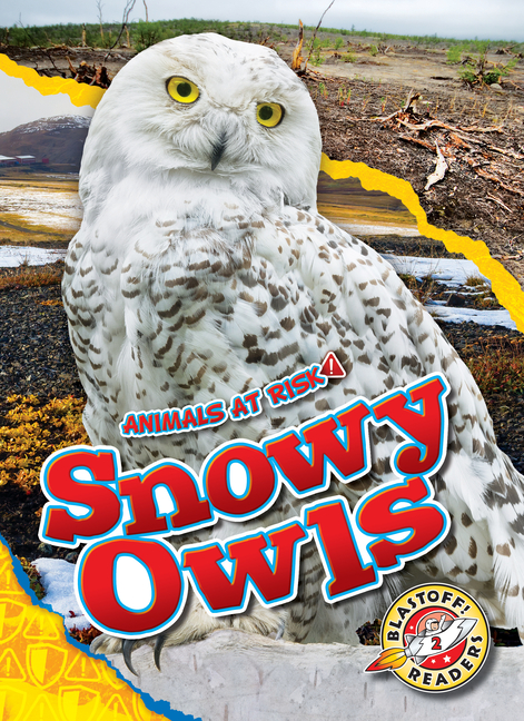 Snowy Owls