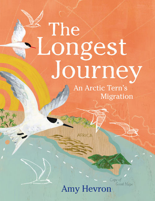 The Longest Journey: An Arctic Tern's Migration